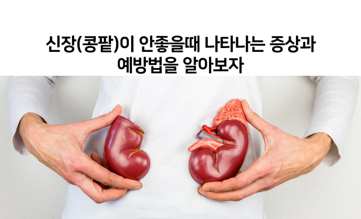  신장(콩팥)이 안좋을때 나타나는 증상들과 신장의 기능