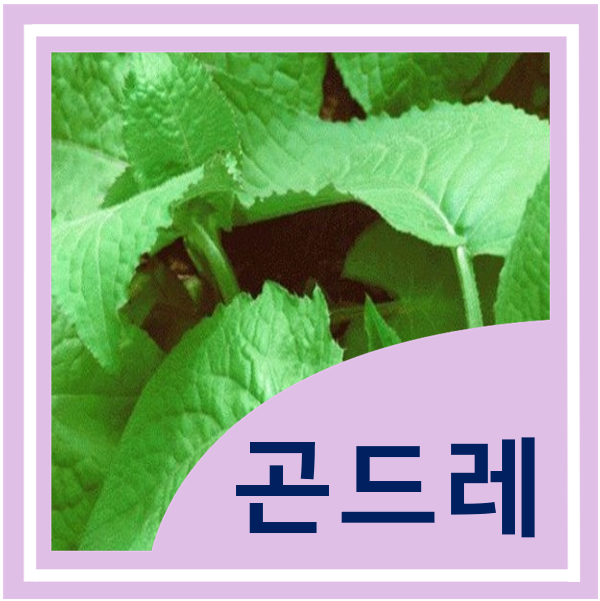  곤드레 나물 고려엉겅퀴 효능 섭취방법 부작용