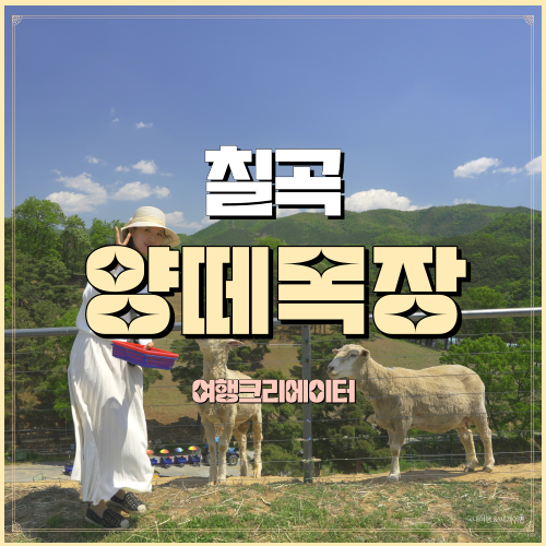  칠곡양떼목장 경북 칠곡 가족여행지 아이와 가볼만한곳