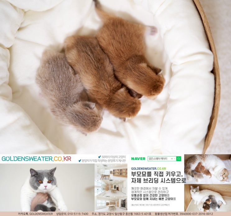  경산고양이분양 99프로 확률로