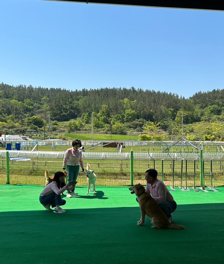  [진도개테마파크] 진도개공연단 0430 공연 실황 사진/영상