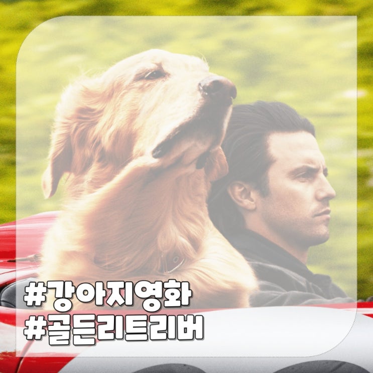  골든리트리버 주인공 강아지 영화 : 레이싱 인 더 레인
