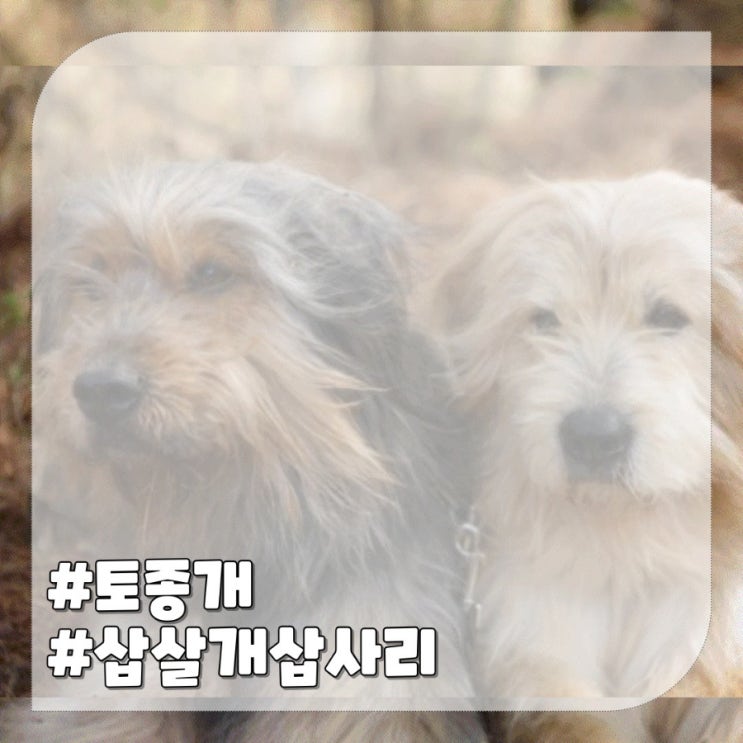  삽살개,액운 쫓는 토종 강아지 종류 삽사리 뜻,성격