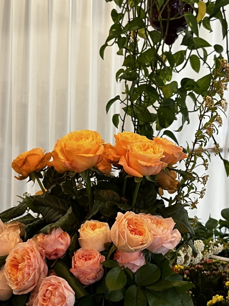 [계양 카페] 꽃과 함께한 어반코지 URBANCOZY 카페 내돈내산 후기