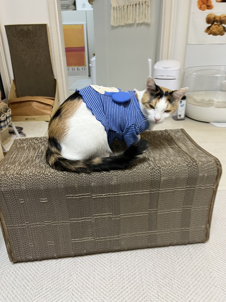  고양이 대형 스크래쳐 캣츠루틴