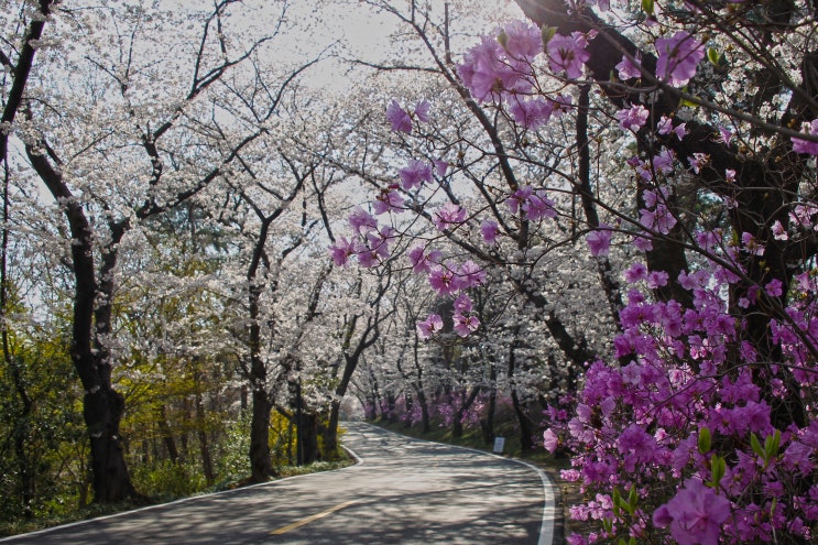  대구컨트리클럽(대구 CC) 진입 꽃길