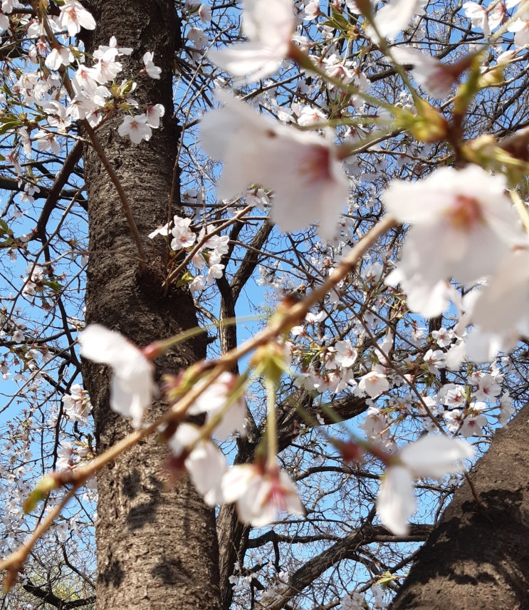  입하(여름)