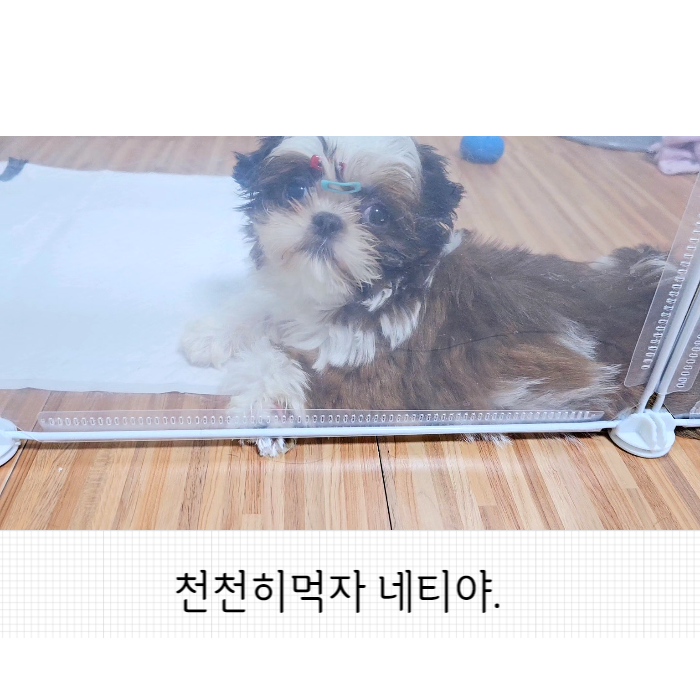  [시츄네티 성장기록] 식탐많은 3개월 강아지 사료 천천히먹이기