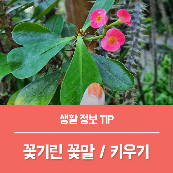  꽃기린 꽃말 삽목 분갈이, 꽃기린 물주기 키우기 가지치기, 대왕 꽃기린 특징