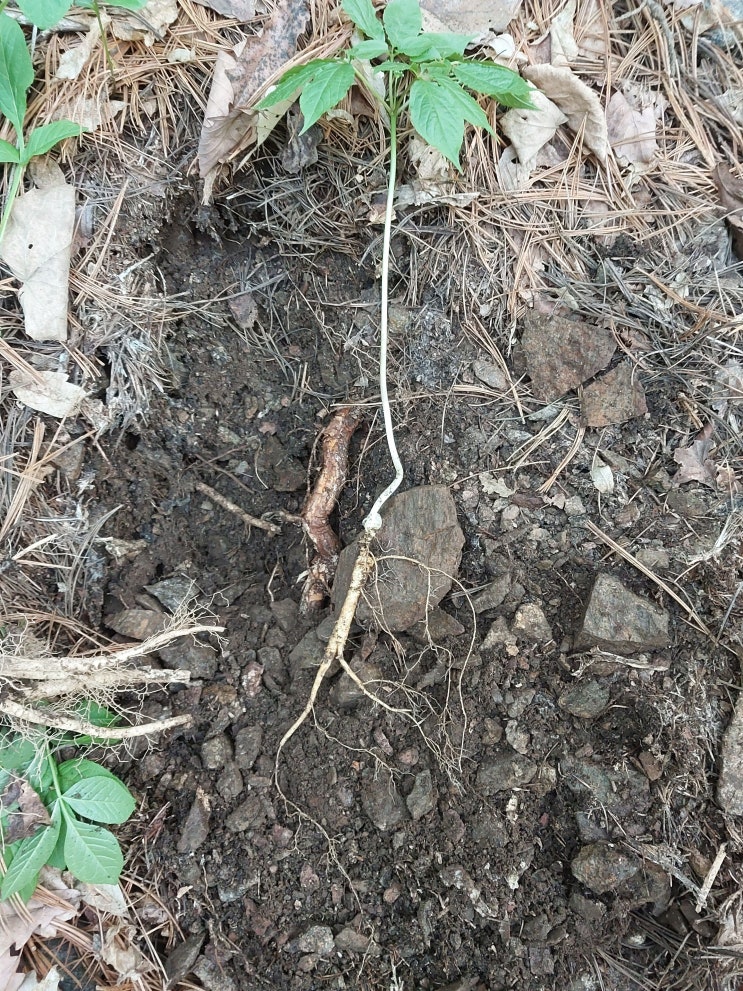  산삼 이야기 3