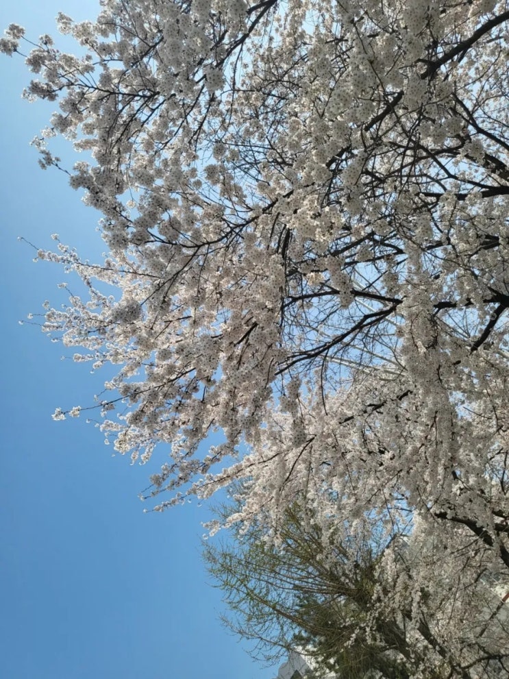  부동산강제경매 신청 절차 및 주의사항 살펴보면(부천.인천.김포)