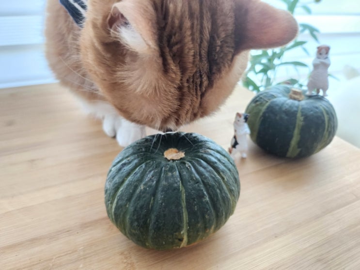 고양이 단호박 먹어도 되나요? 고양이 먹어도 되는 음식 종류