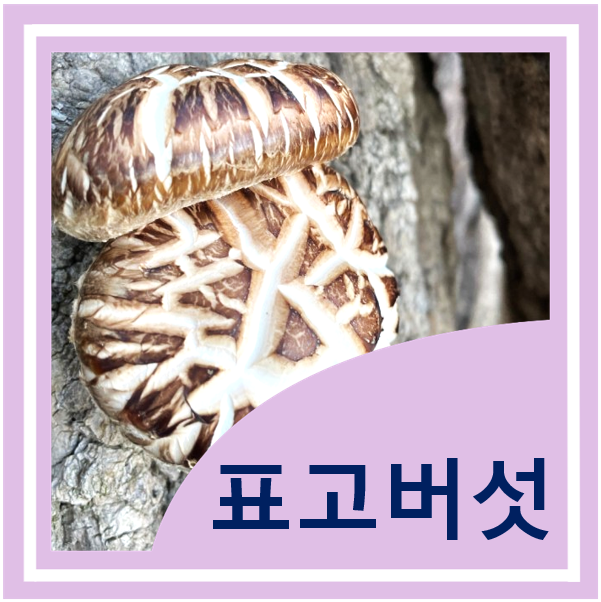  표고버섯 효능 고르는 법 부작용