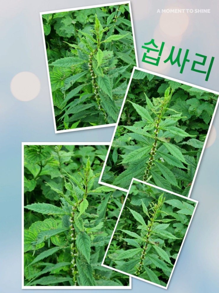  약초 사진 19