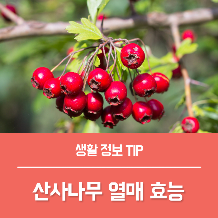  산사나무 열매 산사열매 효능 BEST3, 부작용? 산사열매 차 만드는법