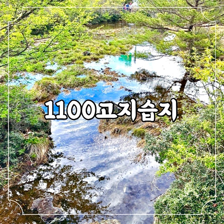  제주 걷기좋은 한라산 1100고지 습지 생태탐방로