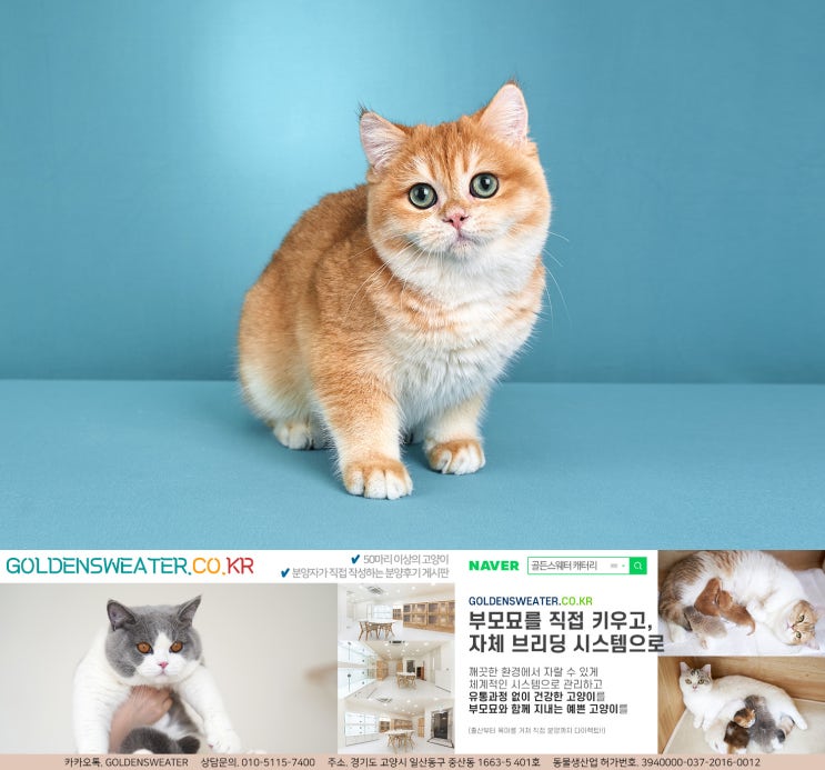  이천고양이분양 삼촌과 조카가 함께