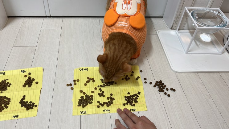  고양이 사료 샘플, 고양이 다이어트 사료 테스트 후기 (+구매처)