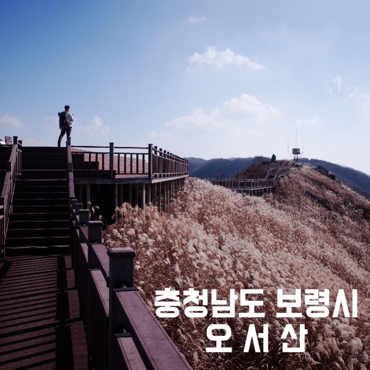 충청남도 보령시] 오서산 - 서해의 등대, 그리고 황금빛 억새 능선