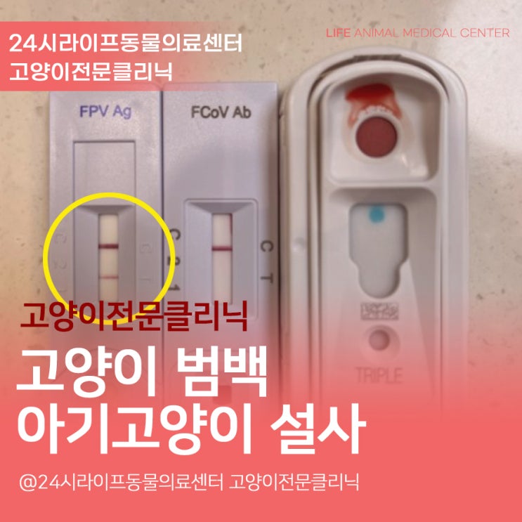 고양이범백혈구감소증 2개월 고양이파보치료기 대구고양이동물병원