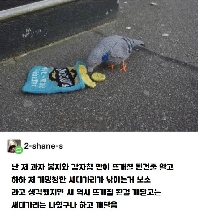  감자칩 훔치는 비둘기
