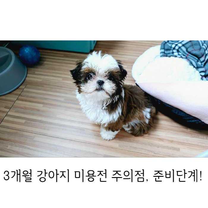  강아지 배냇미용 시기 첫 미용전 주의점 미리 알고 준비해요