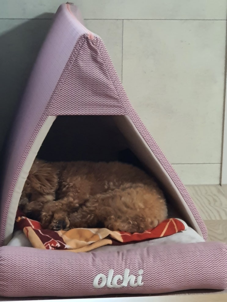  꿀잠 호두