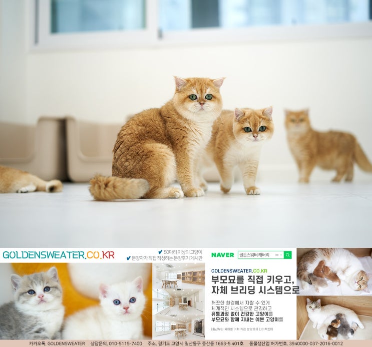  잠실고양이분양 맑은 하늘 아래, 초록빛 풀밭이 펼쳐진
