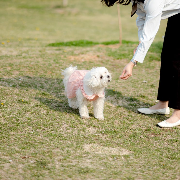  전주 애견동반카페 애견운동장이 있는 그날의온도