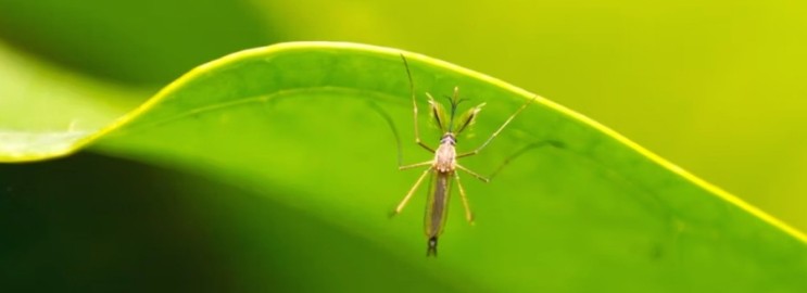 모기는 말라리아로 몇 명의 사람을 죽일까요?
