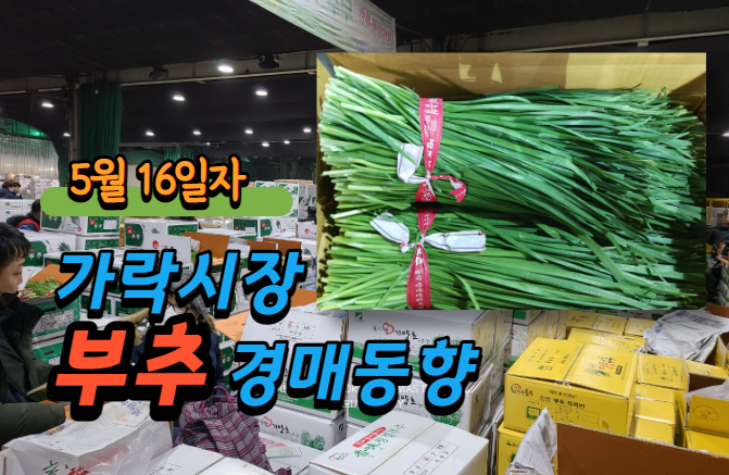  [경매사 일일보고] 5월 16일자 가락시장 부추 경매동향을 살펴보겠습니다!