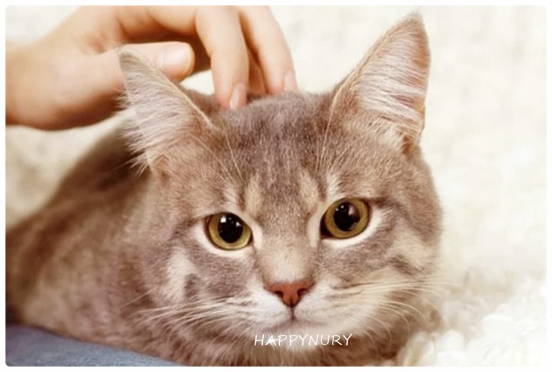 고양이 지능 영리한 아이큐 순위 높은 품종 1~5위까지 : 네이버 블로그