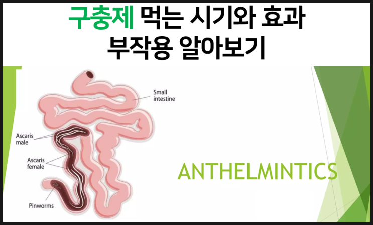  구충제 먹는 시기와 효과, 부작용, 감염 증상을 알아보자