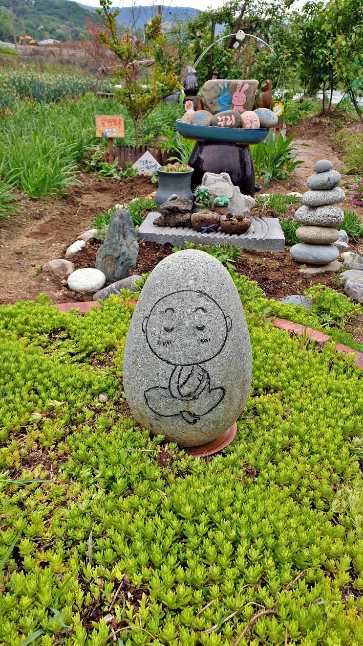  보슬비 오는 날 흔들리는 수레국화, 샤스타데이지,양귀비...마가렛꽃과 샤스타데이지 구별하다.