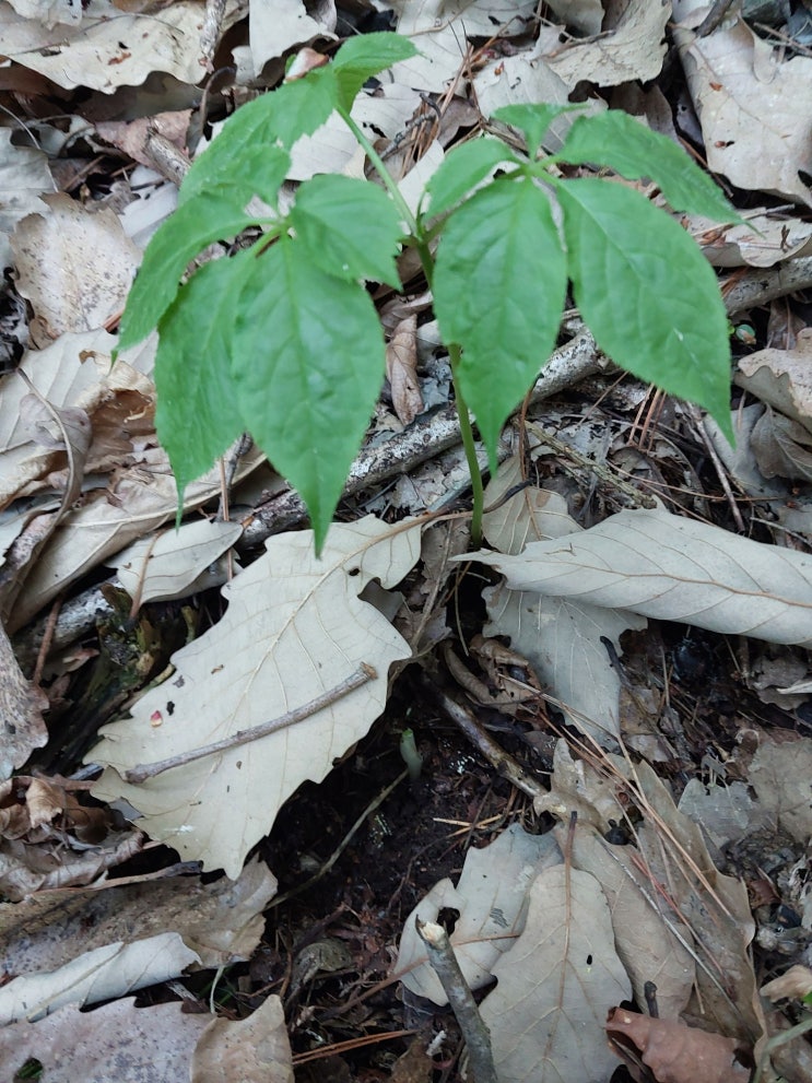  산삼 이야기 4