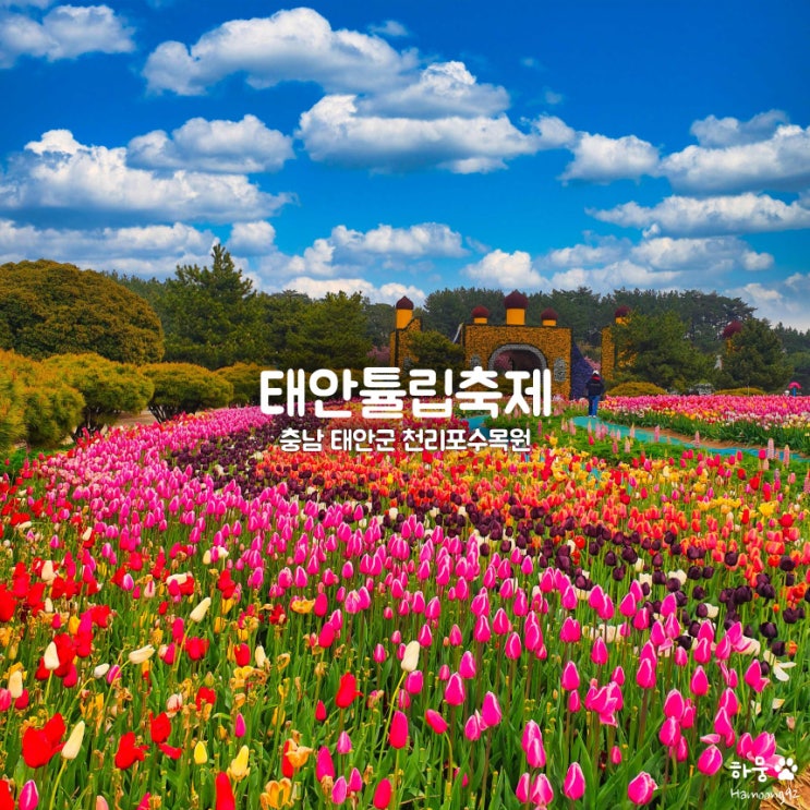  5월 축제 태안세계튤립축제 코리아플라워파크 꽃박람회