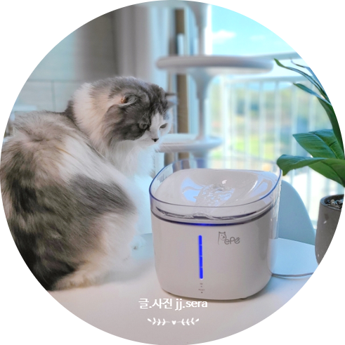 고양이 급수기 추천 : 신부전 예방을 위해 선택한 페페 스마트 UV 살균 고양이정수기 사용기