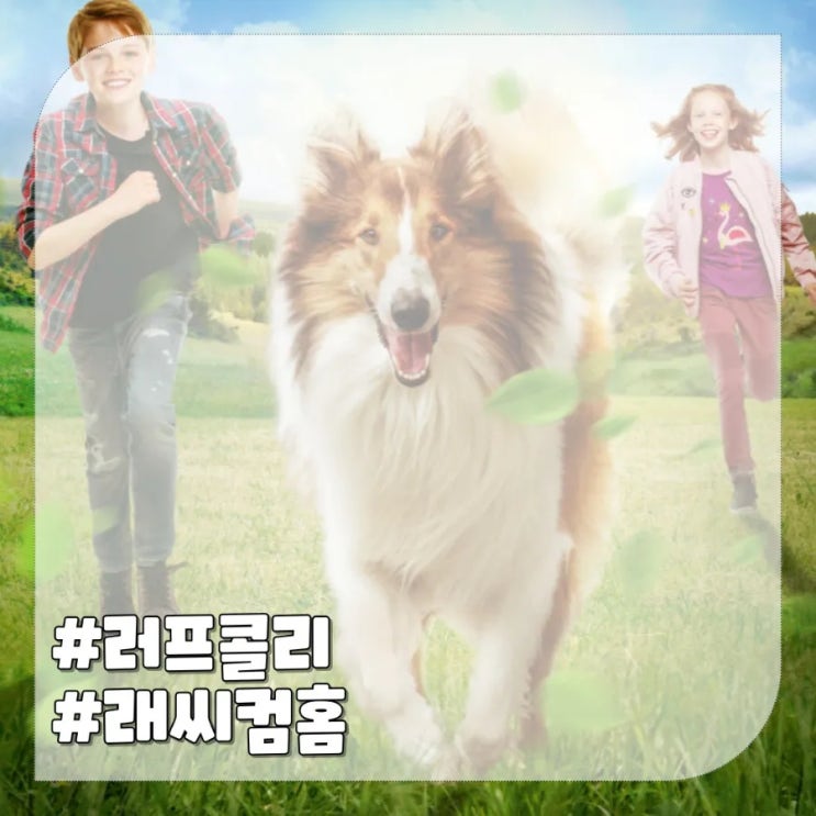  강아지 영화 래시 컴 홈 : 주인공 러프콜리 기본정보