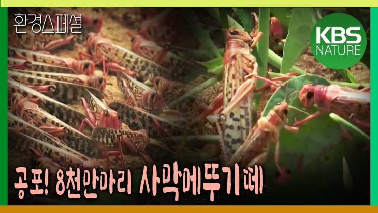 공포의 사막메뚜기떼 8천만마리! 순식간에 3만명분 식량을 먹어치운다