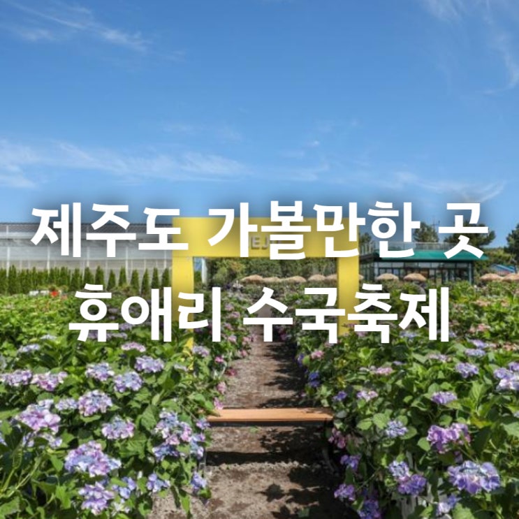 제주 휴애리 봄 수국축제 기본정보 5월 6월 제주도 가볼만한 곳