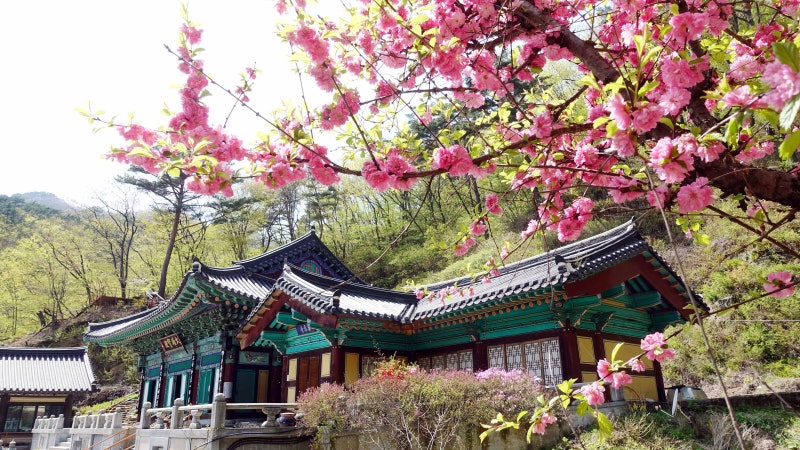 영주> 전국여행지 소백산 국립공원 철쭉제 유명한 절 사찰-희방사 ...