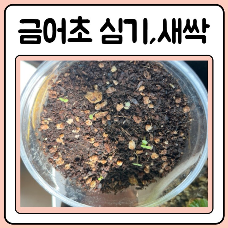 금어초 씨앗 심기, 꽃말, 유래 탄생화