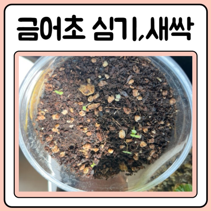  금어초 씨앗 심기, 꽃말, 유래 탄생화