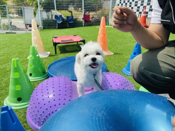  상대원동애견카페 :) 라드독