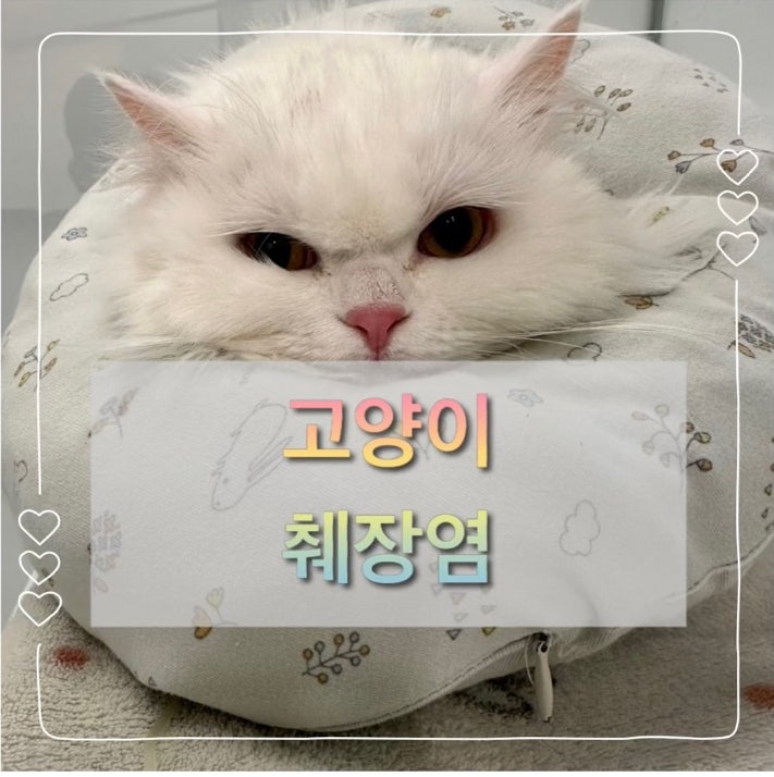  고양이 췌장염 증상, 원인, 치료 과정 설기 입원 후기+가격