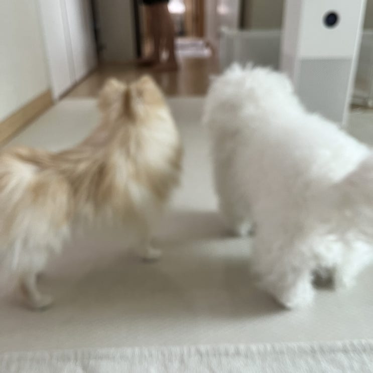  밁쿵희네 새로운 가족이 생겼어요 / 포메 / 비숑 / 말티푸 / 다견가정 / 강아지 입양