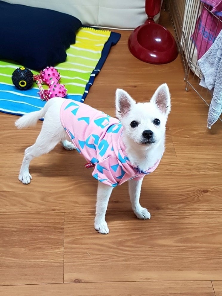  몽룡이 산책