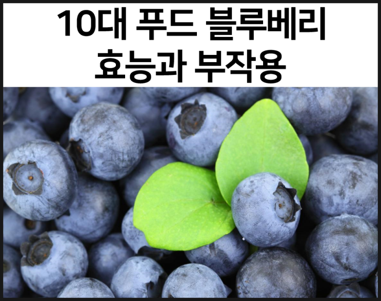  세계 10대 슈퍼푸드 블루베리의 효능과 부작용을 알아보자