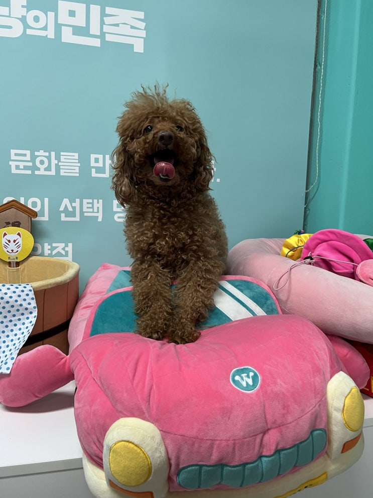  [인천계양 애견용품] 무인 24시 애견용품점 멍냥의 민족 계양점
