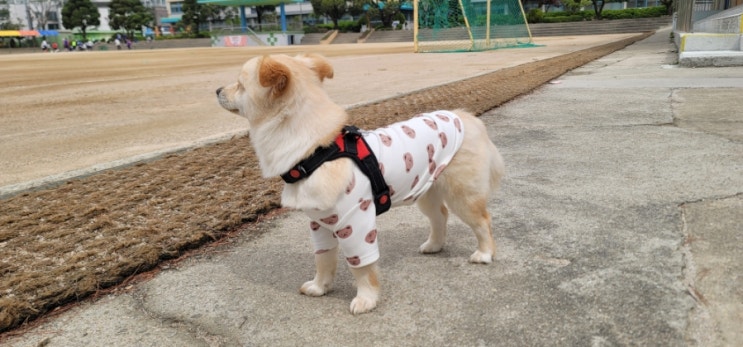  새끼 강아지 마름모 이발하고 이렇게 달라졌어요